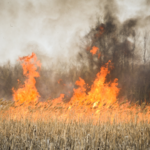 Unveiling the Allure of Playmateoffire: A Glimpse into the Fire of Passion